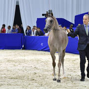 Yearling Filly: SQ Gharam