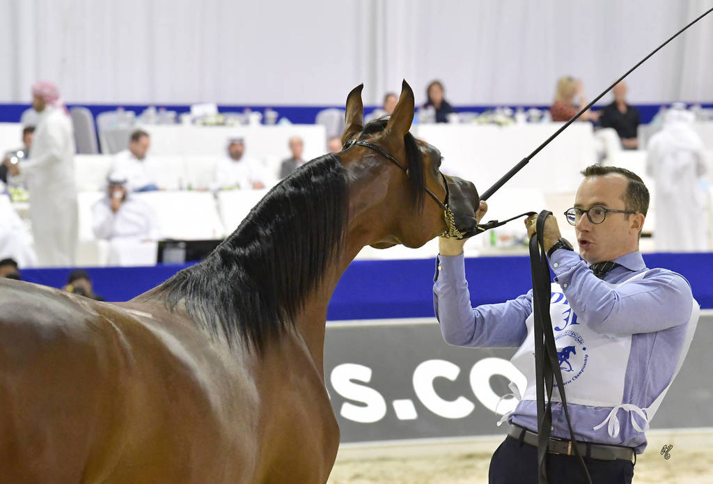 Yearling Filly: Rania Albidayer