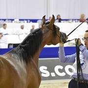 Yearling Filly: Rania Albidayer