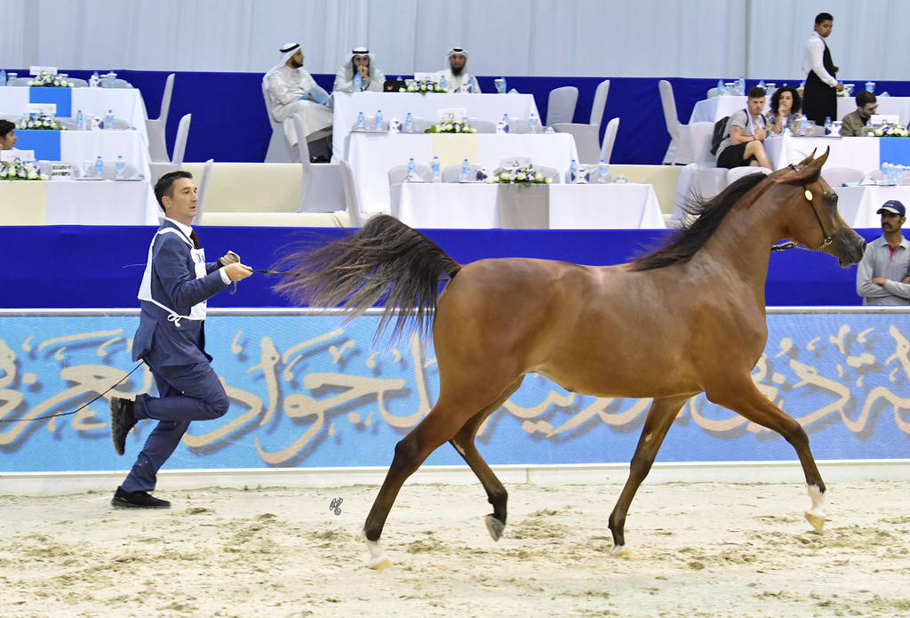 Yearling Filly: D Shu'alah