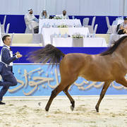 Yearling Filly: D Shu'alah