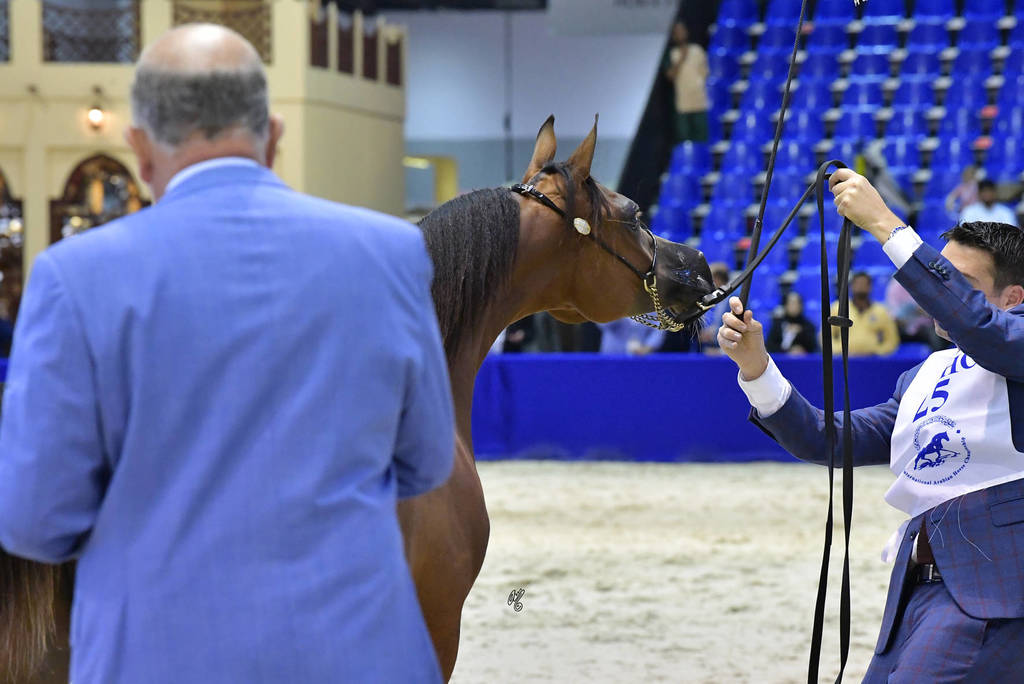Yearling Filly: D Reedah