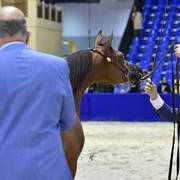 Yearling Filly: D Reedah