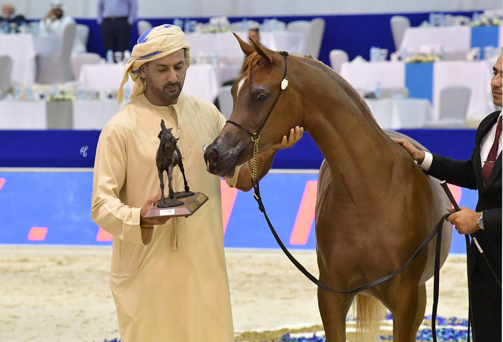 Yearling Filly: D Shamkhah