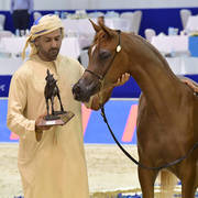 Yearling Filly: D Shamkhah