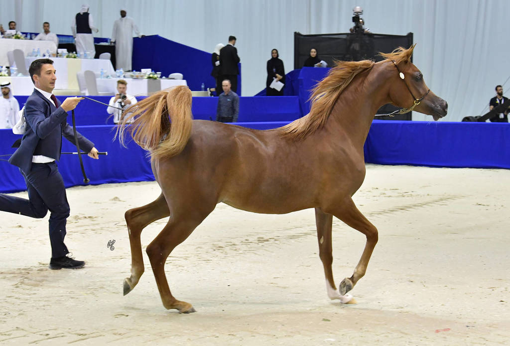 Yearling Filly: D Shamkhah