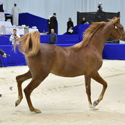 Yearling Filly: D Shamkhah
