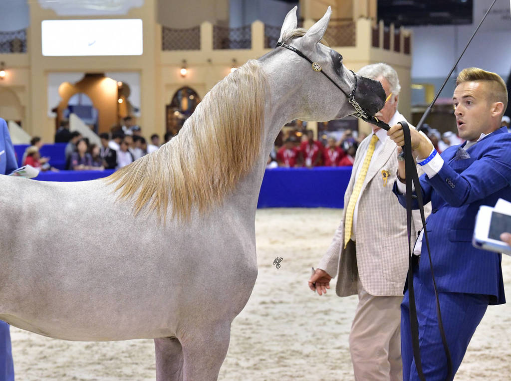 Yearling Filly: AJ Afkar