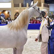 Yearling Filly: AJ Afkar