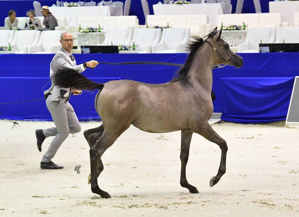 Filly Foal: Jinan Al Zobair