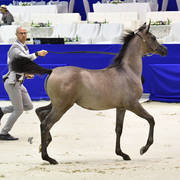 Filly Foal: Jinan Al Zobair