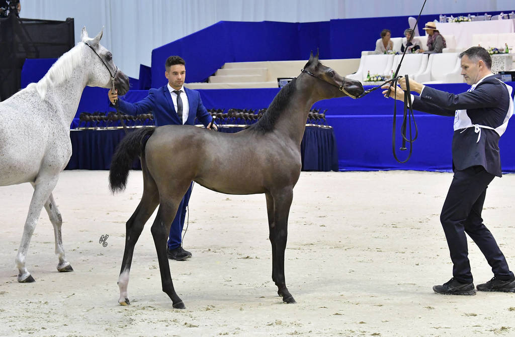 Filly Foal: Jawhrat Albadr