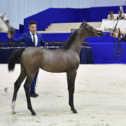 Filly Foal: Jawhrat Albadr