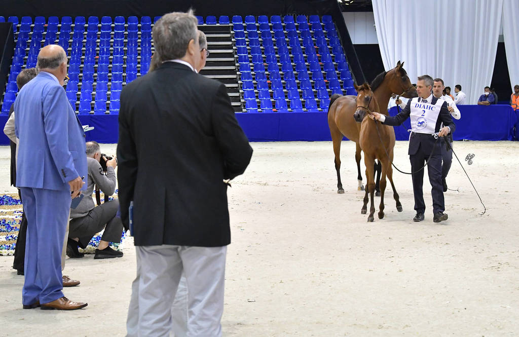 Filly Foal: Paris Al Jawaher