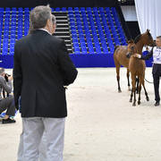 Filly Foal: Paris Al Jawaher