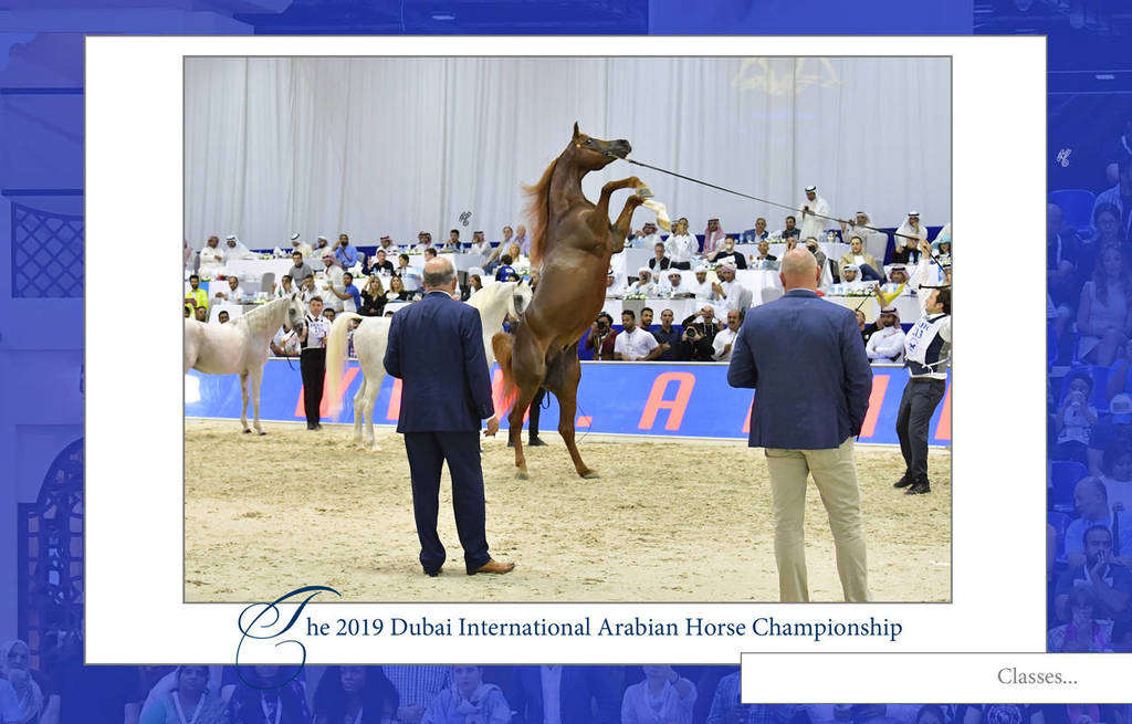 Lisa Abraham: The 2019 Dubai International Arabian Horse Championship
