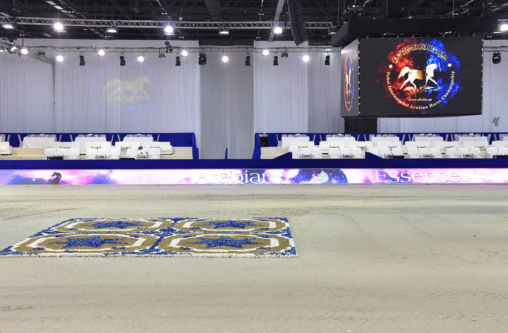 Lisa Abraham: The 2019 Dubai International Arabian Horse Championship