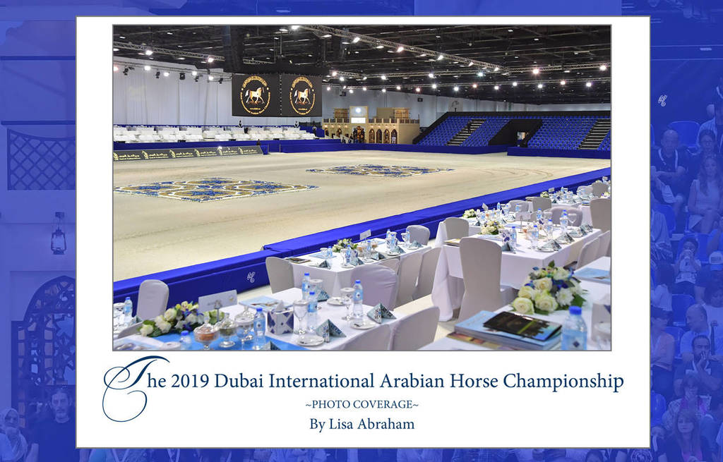 Lisa Abraham: The 2019 Dubai International Arabian Horse Championship