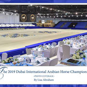 Lisa Abraham: The 2019 Dubai International Arabian Horse Championship