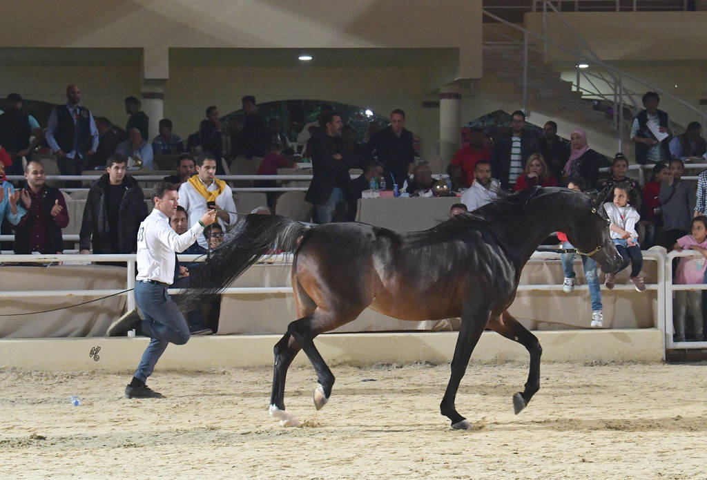 Senior Stallion Gold Champion: Obeyan Al Wazir (Al Lahab X Obeyah Al Wazir) 