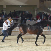 Senior Stallion Gold Champion: Obeyan Al Wazir (Al Lahab X Obeyah Al Wazir) 