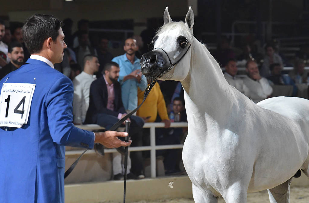 Senior Stallion Silver Champion: Morgan Al Asil (Ameen Ikhnatoon X Morgana Al Asil) 