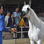 Senior Stallion Silver Champion: Morgan Al Asil (Ameen Ikhnatoon X Morgana Al Asil) 
