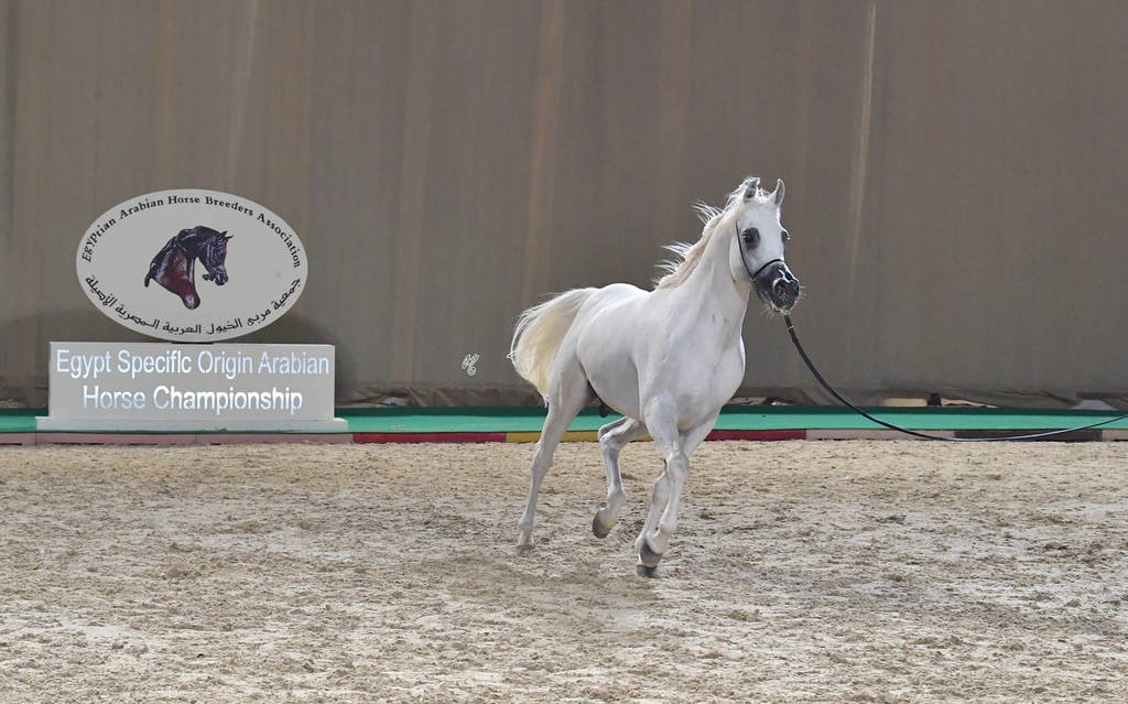Senior Stallion Bronze Champion: Kenz Taziry (Salman Al Sharbatly X Sarwa)  