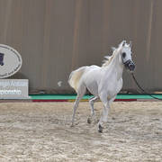 Senior Stallion Bronze Champion: Kenz Taziry (Salman Al Sharbatly X Sarwa)  