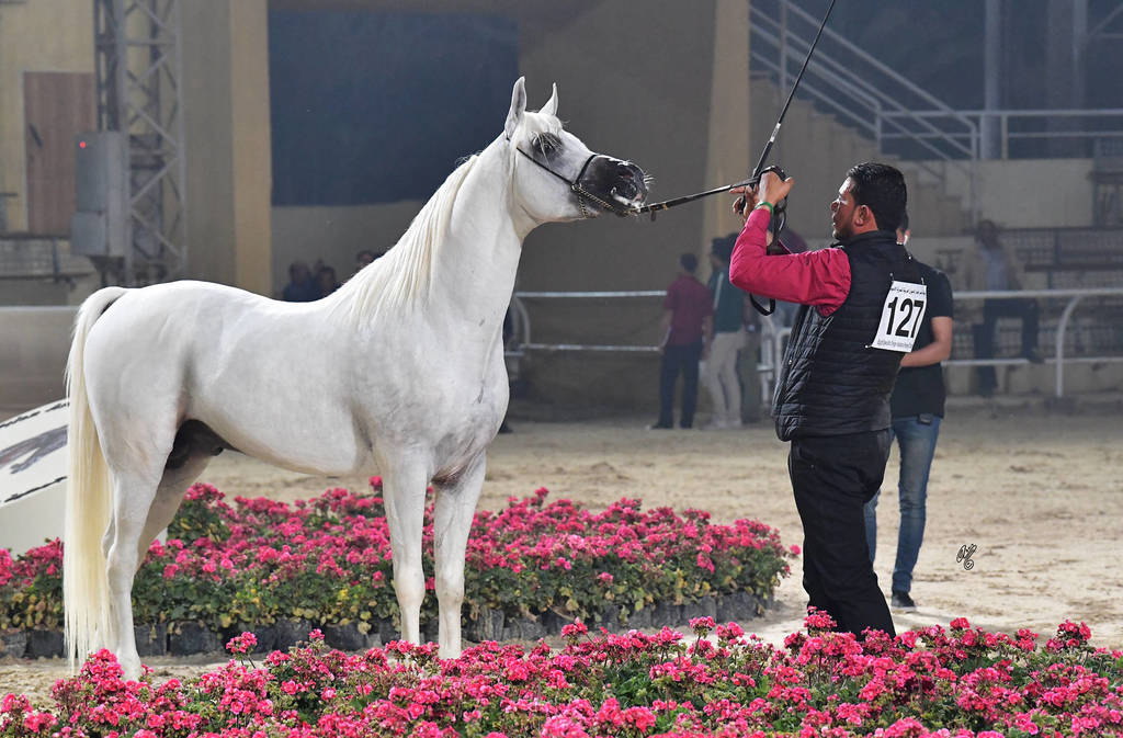 Senior Stallion Bronze Champion: Kenz Taziry (Salman Al Sharbatly X Sarwa)  