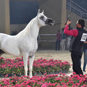 Senior Stallion Bronze Champion: Kenz Taziry (Salman Al Sharbatly X Sarwa)  