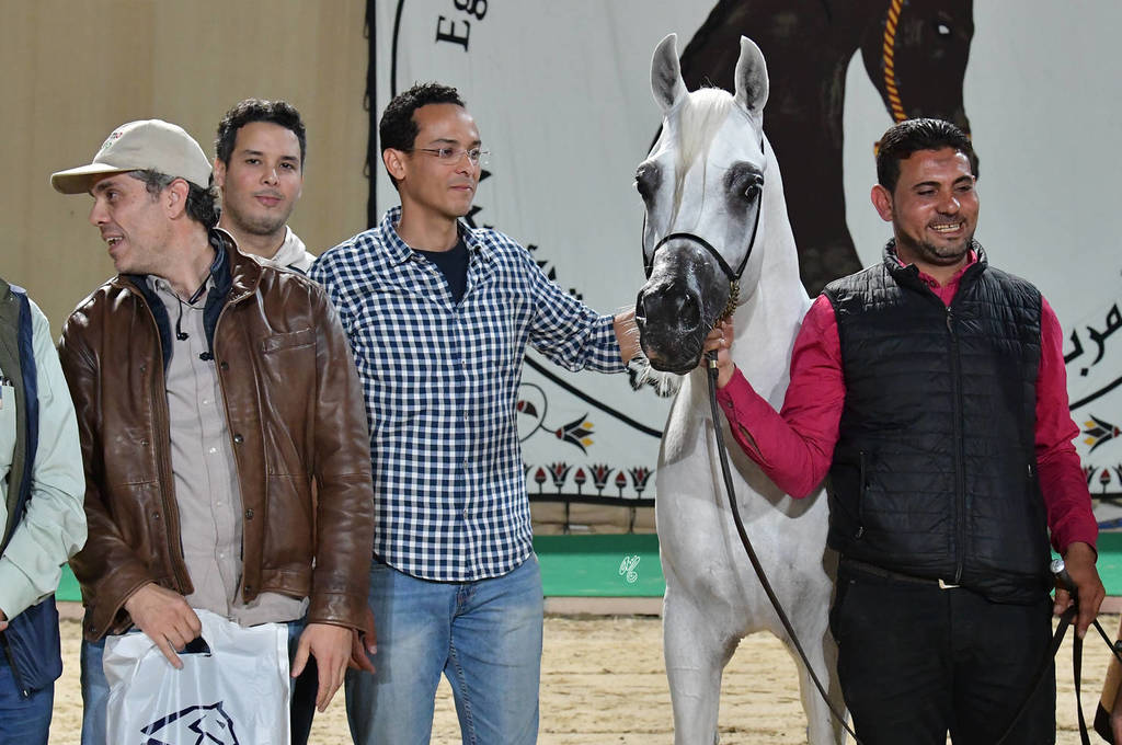 Senior Stallion Bronze Champion: Kenz Taziry (Salman Al Sharbatly X Sarwa)   