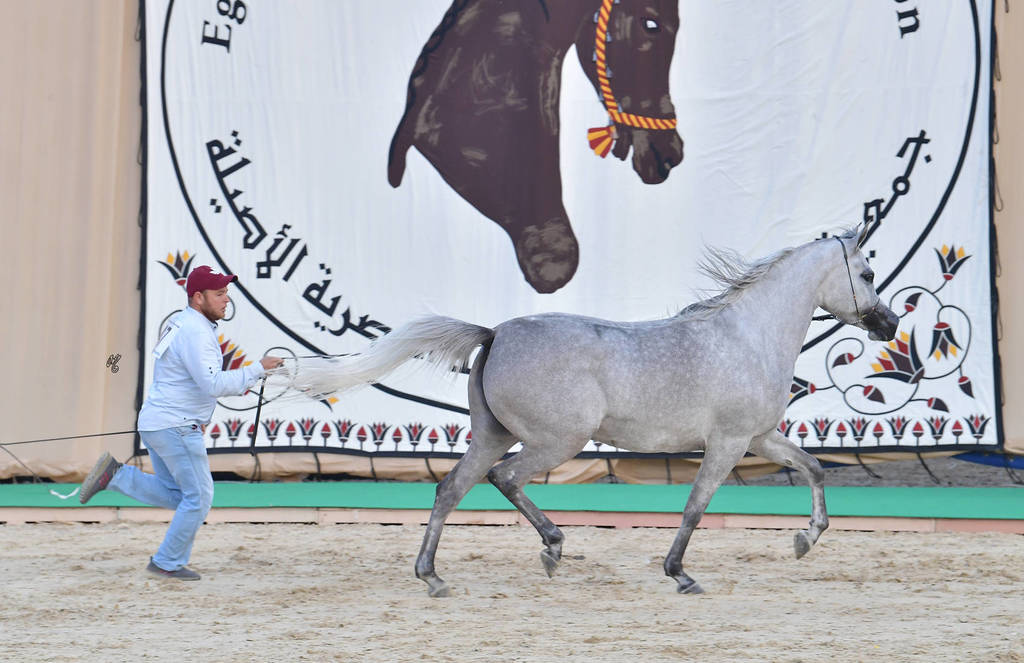 Senior Mare Gold Champion: Amina El Gabry (Jamil Al Rayyan X Maymouna Al Qusar)