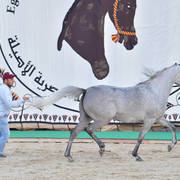 Senior Mare Gold Champion: Amina El Gabry (Jamil Al Rayyan X Maymouna Al Qusar)