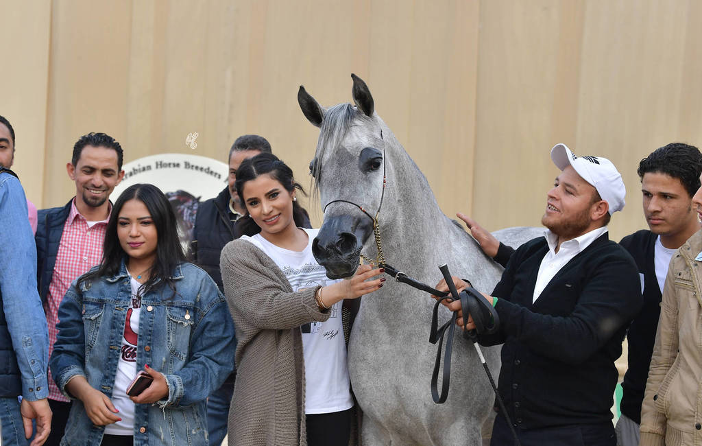 Senior Mare Gold Champion: Amina El Gabry (Jamil Al Rayyan X Maymouna Al Qusar)