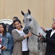 Senior Mare Gold Champion: Amina El Gabry (Jamil Al Rayyan X Maymouna Al Qusar)