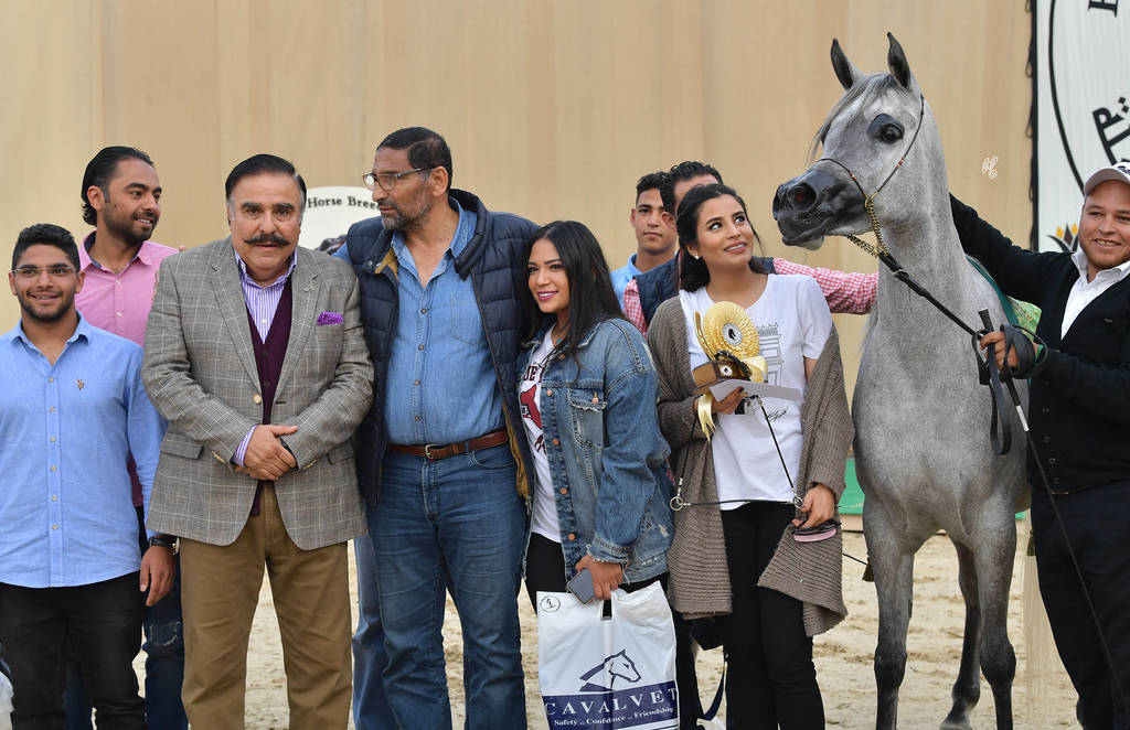 Senior Mare Gold Champion: Amina El Gabry (Jamil Al Rayyan X Maymouna Al Qusar)