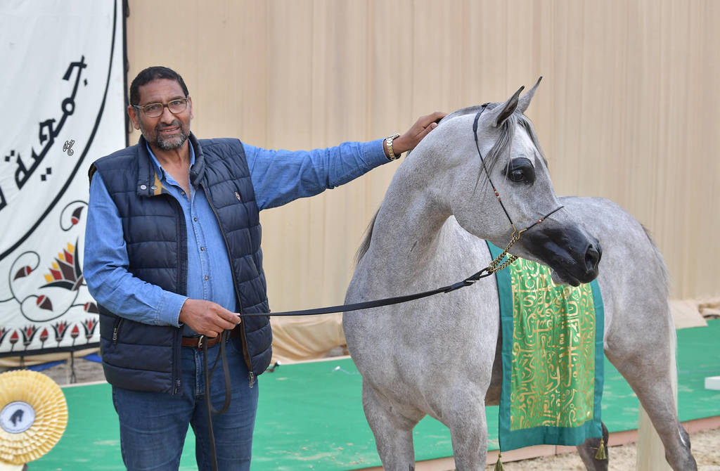Senior Mare Gold Champion: Amina El Gabry (Jamil Al Rayyan X Maymouna Al Qusar) 