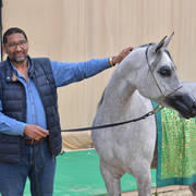 Senior Mare Gold Champion: Amina El Gabry (Jamil Al Rayyan X Maymouna Al Qusar) 