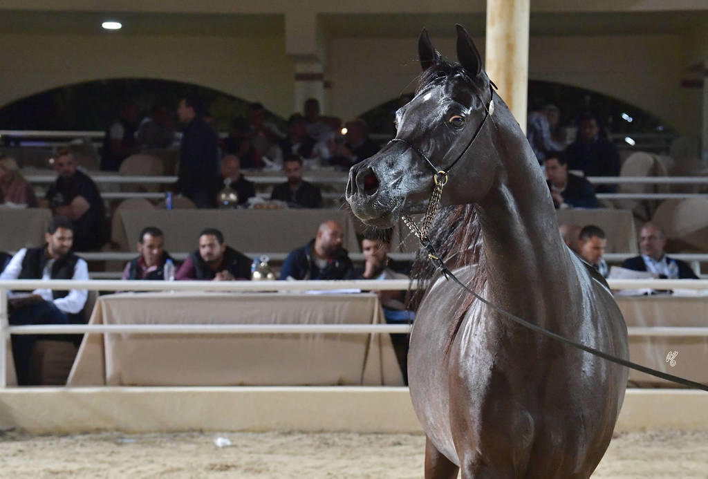 Senior Mare Silver Champion: Dahma Al Najdiah (GR Maarif X Leilah Al Najdiah)