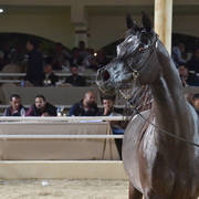 Senior Mare Silver Champion: Dahma Al Najdiah (GR Maarif X Leilah Al Najdiah)