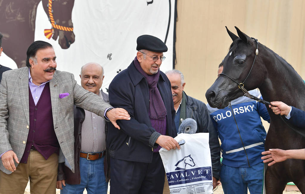 Senior Mare Silver Champion: Dahma Al Najdiah (GR Maarif X Leilah Al Najdiah)