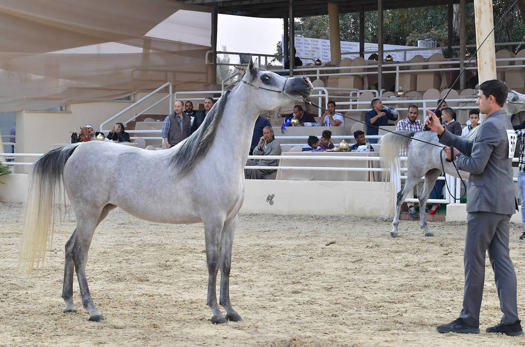 Senior Mare Bronze Champion: Dareen Athbah (Farhoud Al Shaqab X El Sayyeda)
