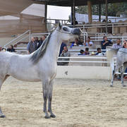 Senior Mare Bronze Champion: Dareen Athbah (Farhoud Al Shaqab X El Sayyeda)