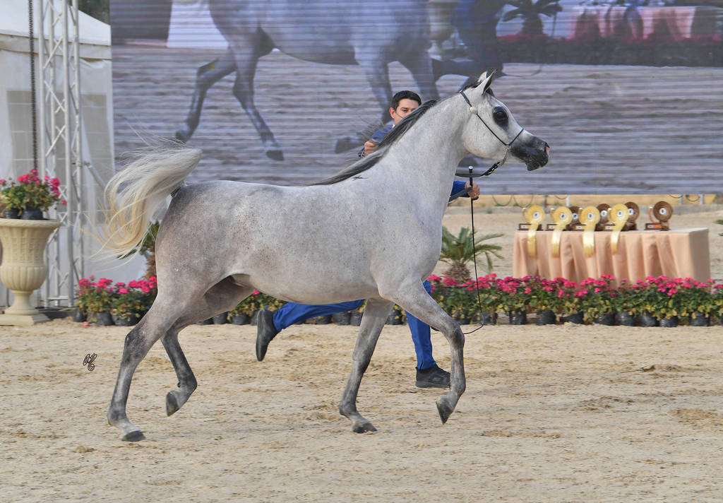 Senior Mare Bronze Champion: Dareen Athbah (Farhoud Al Shaqab X El Sayyeda)