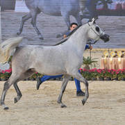 Senior Mare Bronze Champion: Dareen Athbah (Farhoud Al Shaqab X El Sayyeda)