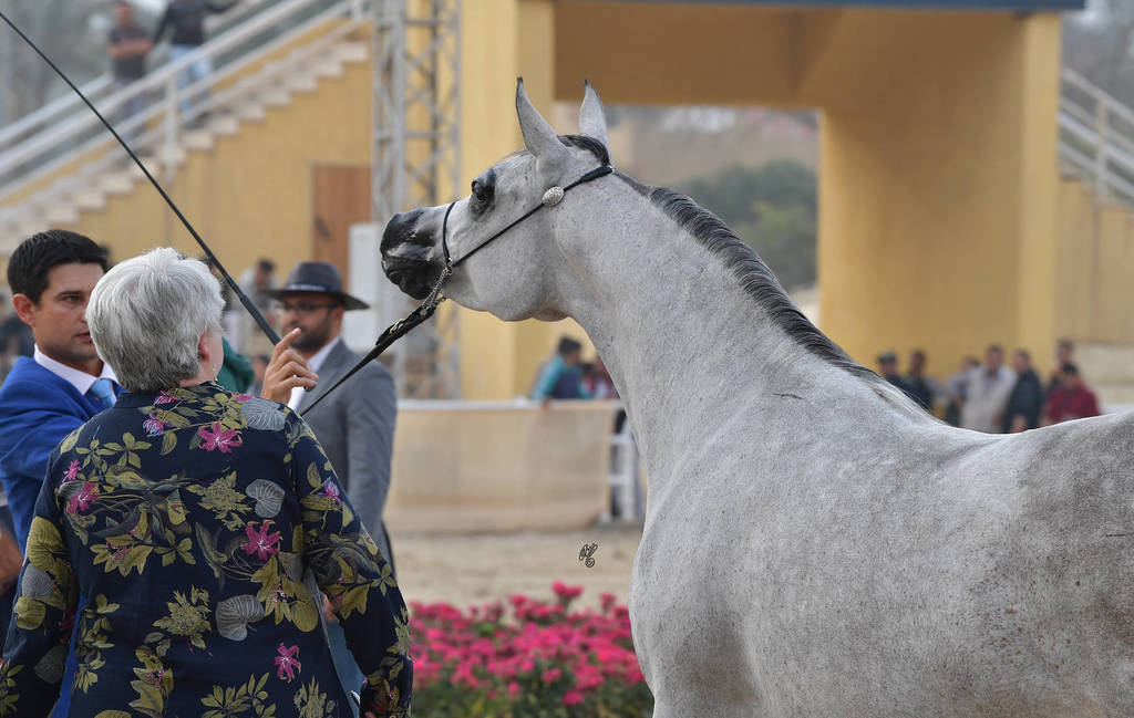 Senior Mare Bronze Champion: Dareen Athbah (Farhoud Al Shaqab X El Sayyeda) 