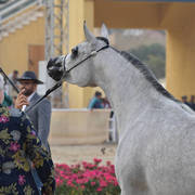Senior Mare Bronze Champion: Dareen Athbah (Farhoud Al Shaqab X El Sayyeda) 