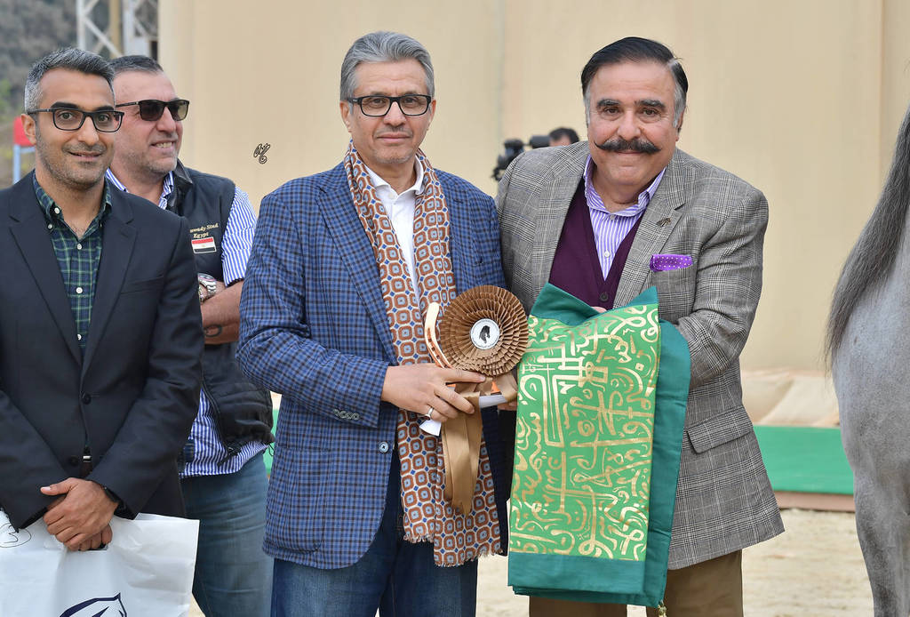 Senior Mare Bronze Champion: Dareen Athbah (Farhoud Al Shaqab X El Sayyeda)