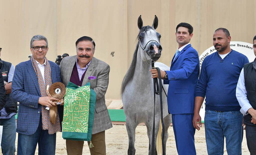 Senior Mare Bronze Champion: Dareen Athbah (Farhoud Al Shaqab X El Sayyeda)